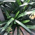 Clivia nobilis