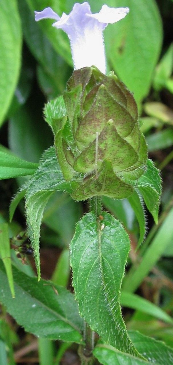 Ruellia costaricensis — search result for 'Ruellia'