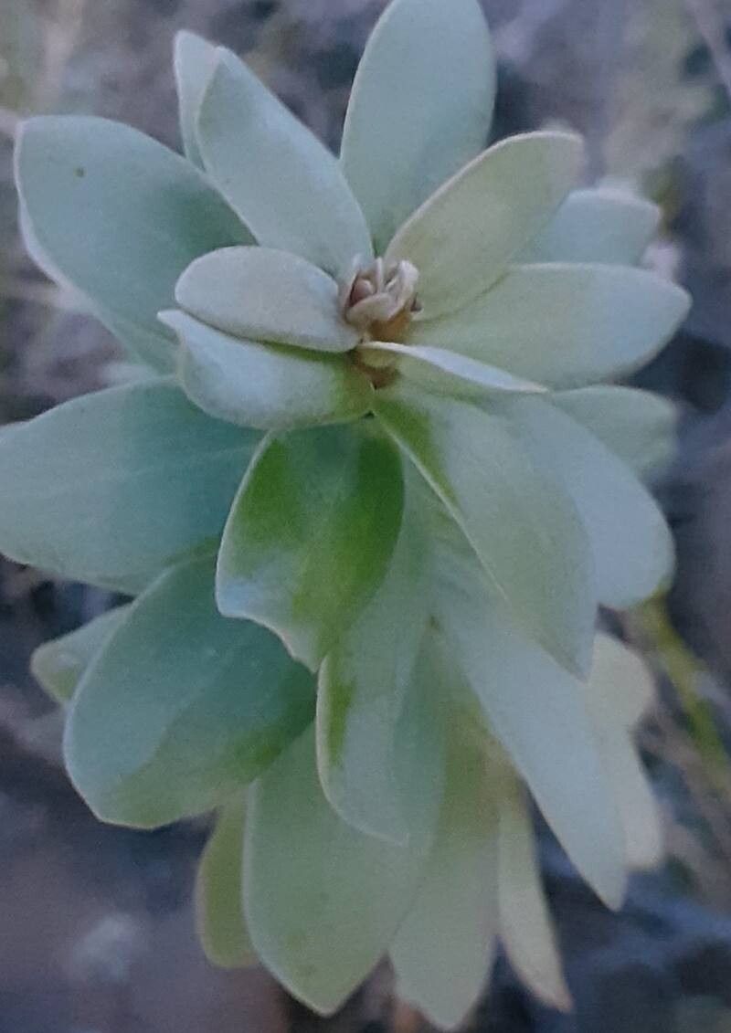 Senecio barorum — houseplant care guide