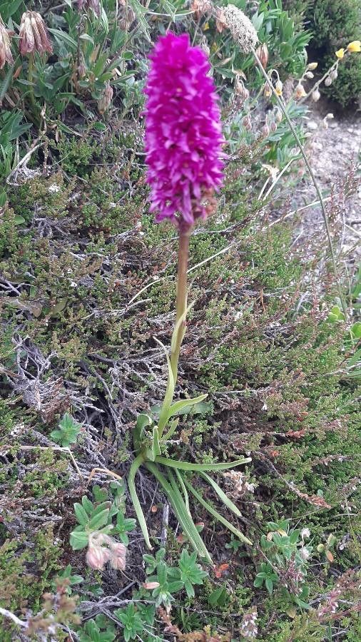 Gymnadenia × heufleri habit