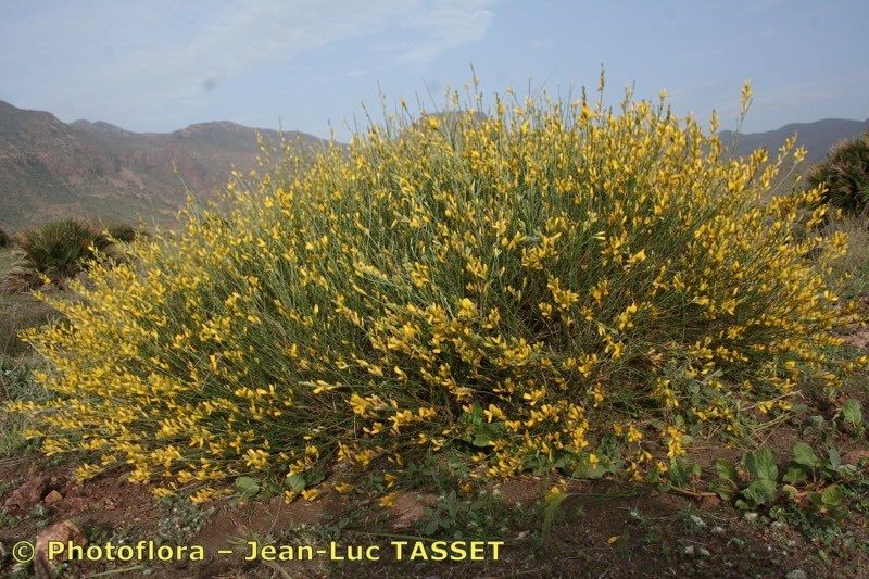 Genista ramosissima habit