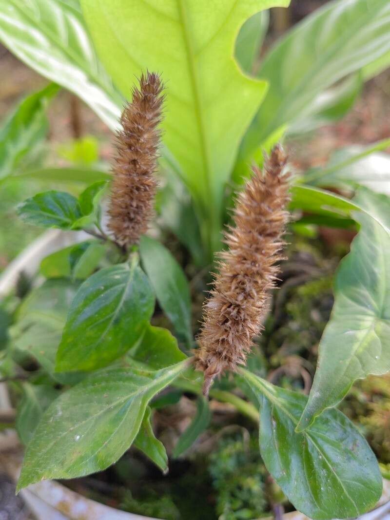 Lepidagathis alopecuroidea — search result for 'Angola'