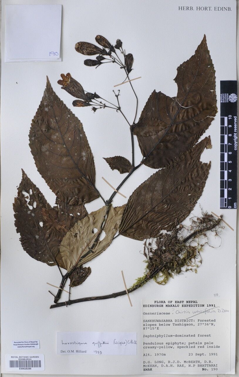 Loxostigma griffithii other