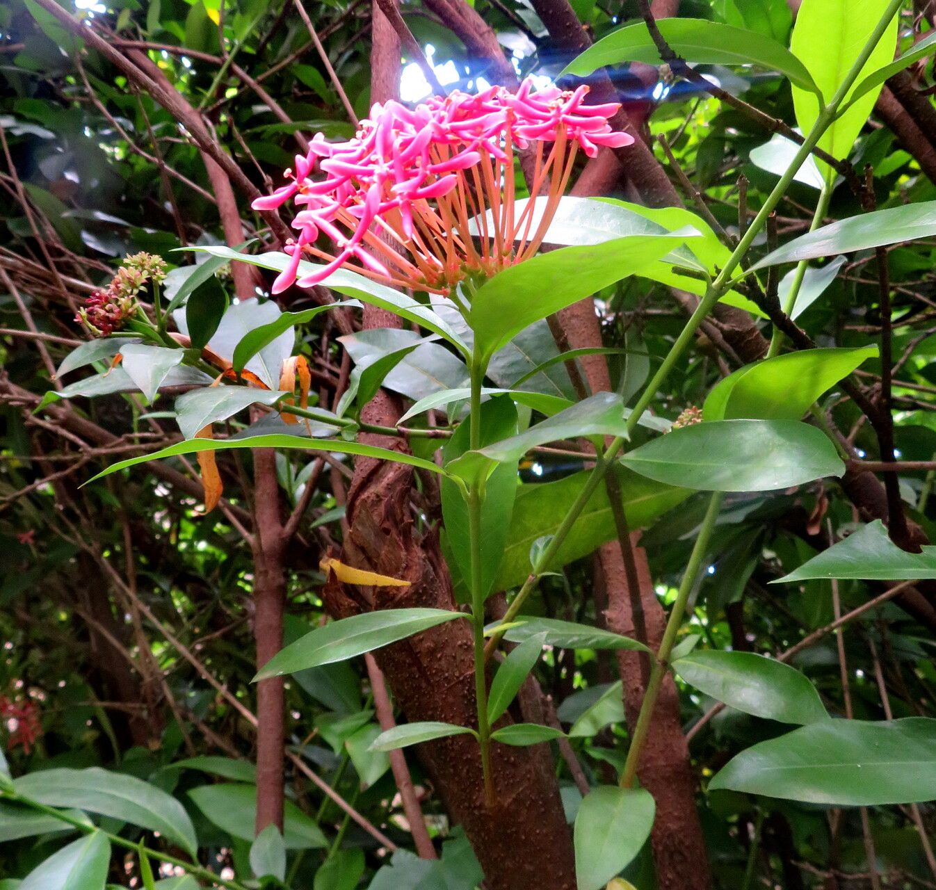 Ixora undulata habit