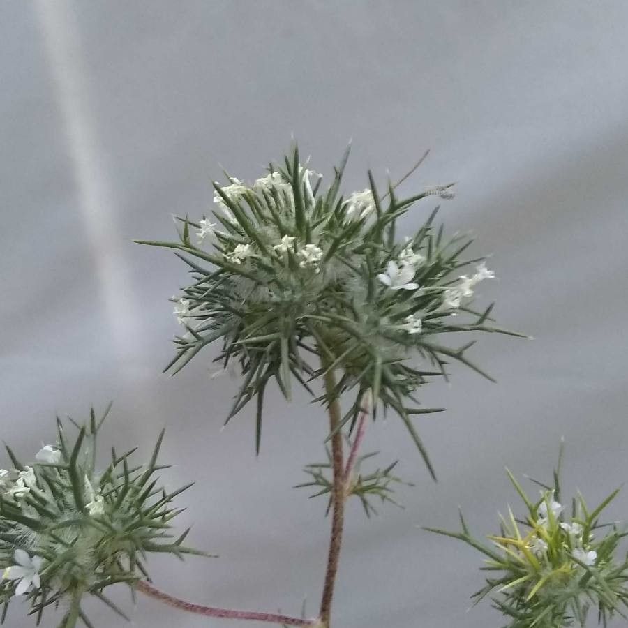 Navarretia intertexta flower