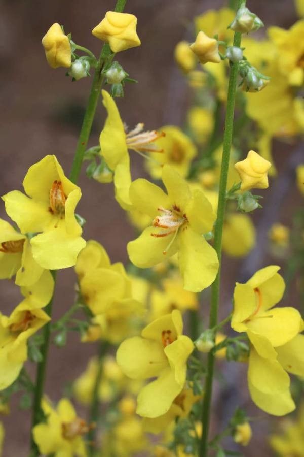 Verbascum humile flower