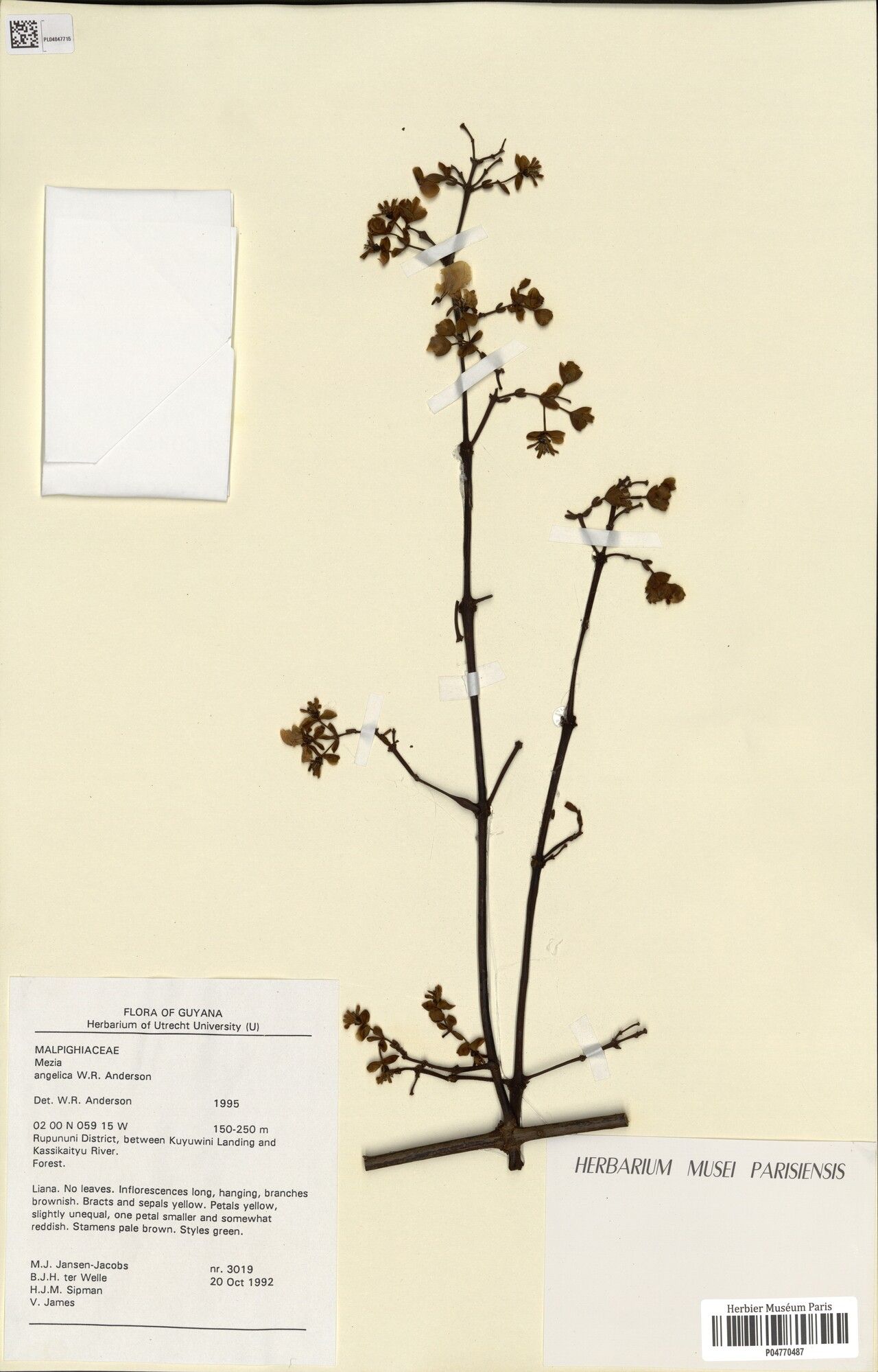 Mezia angelica — search result for 'Angelica'