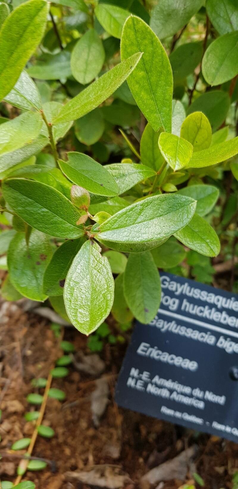 Gaylussacia bigeloviana — related species from the same genus