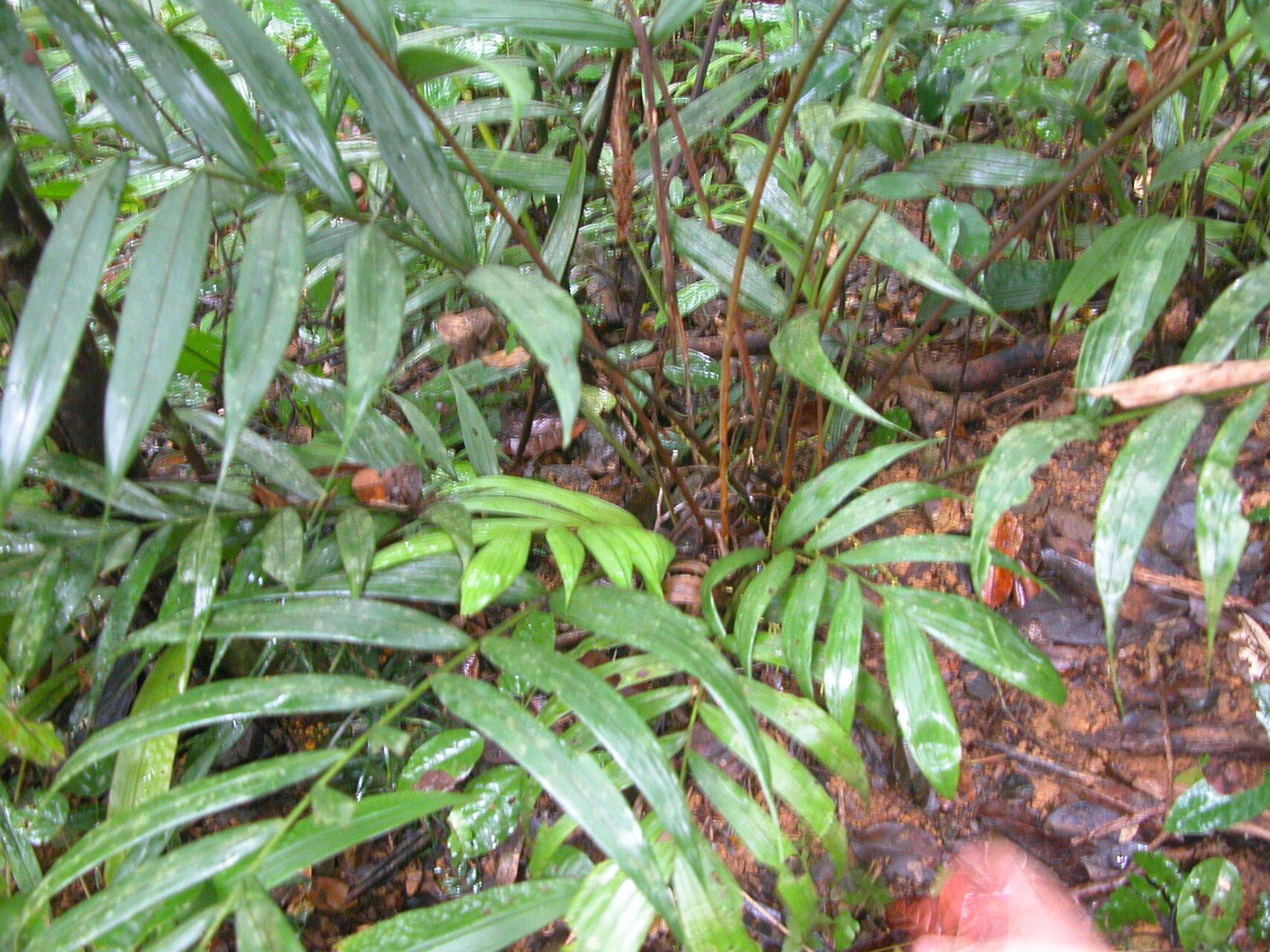 Dypsis humilis — houseplant care guide