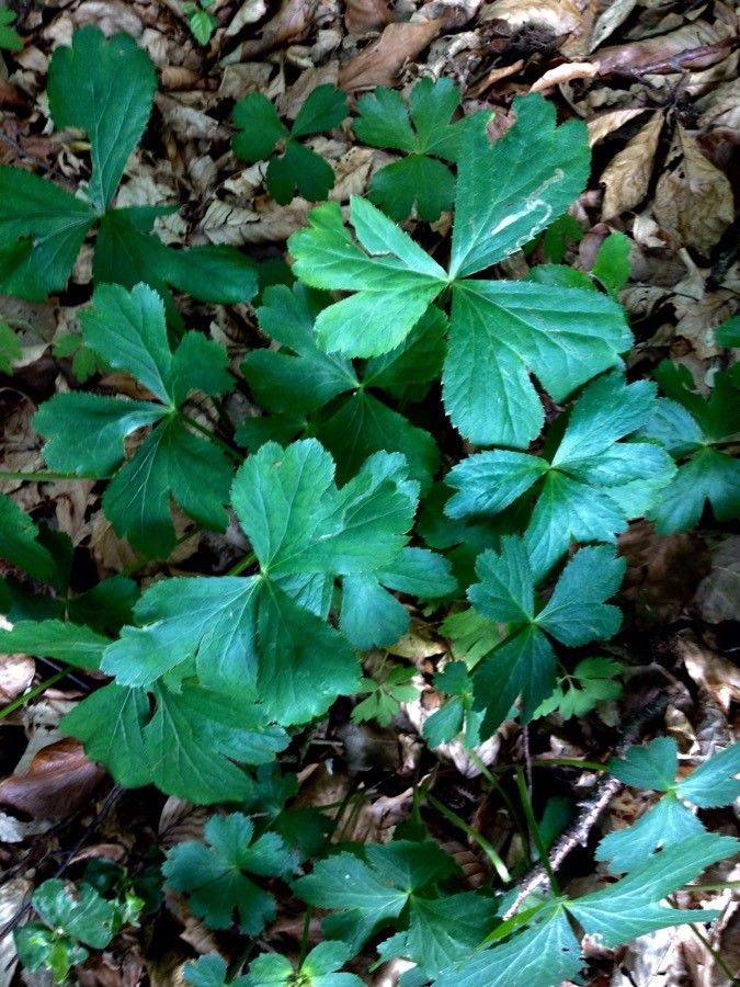 Sanicula epipactis habit