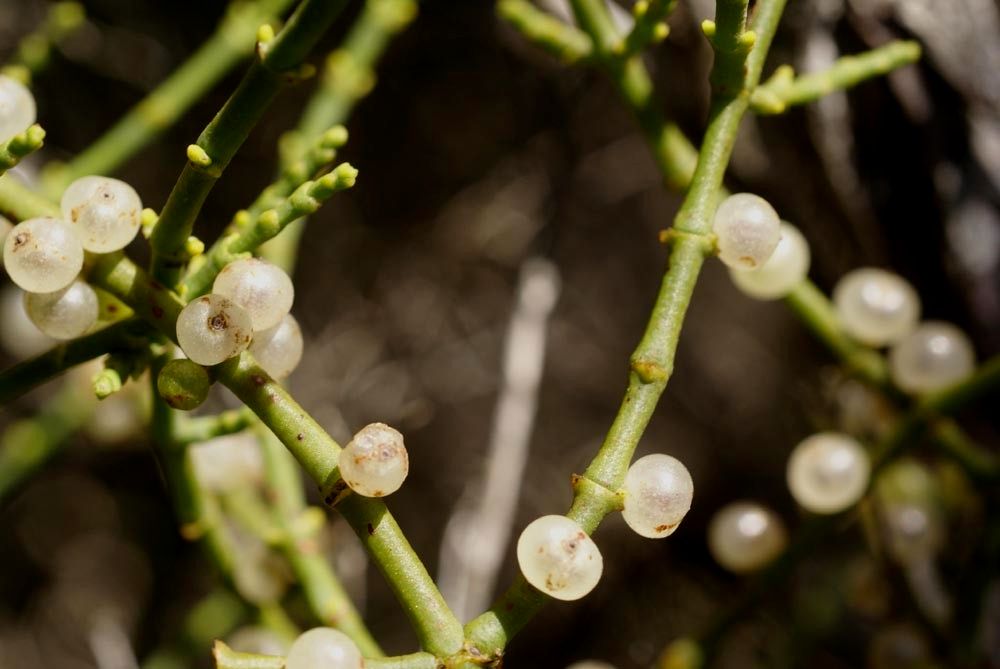 Viscum continuum — houseplant care guide