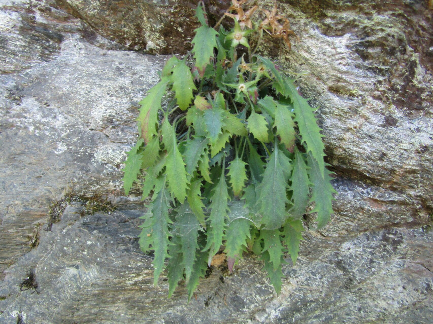 Campanula wanneri — houseplant care guide