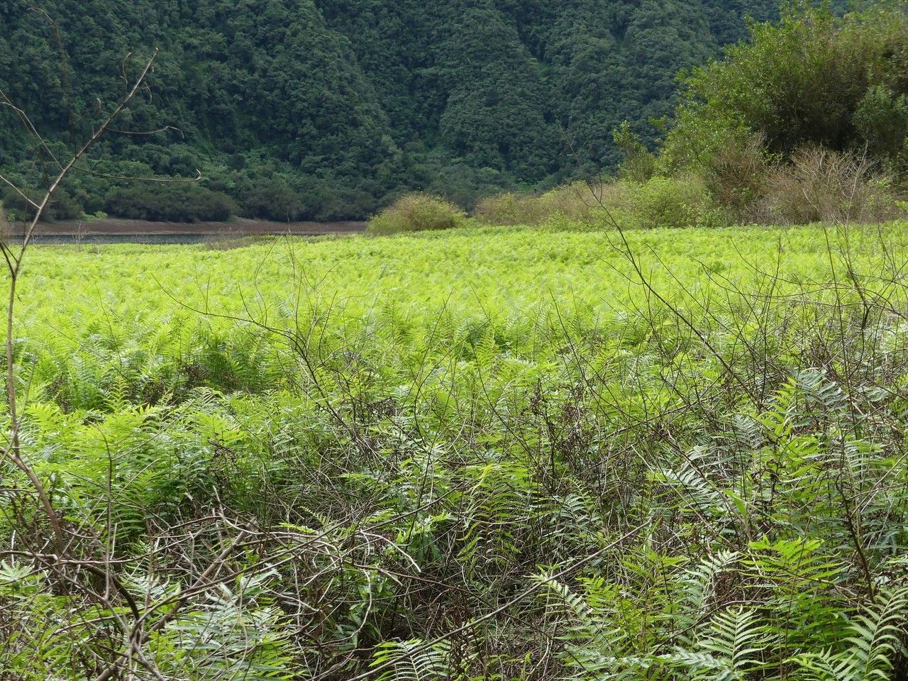Thelypteris interrupta habit