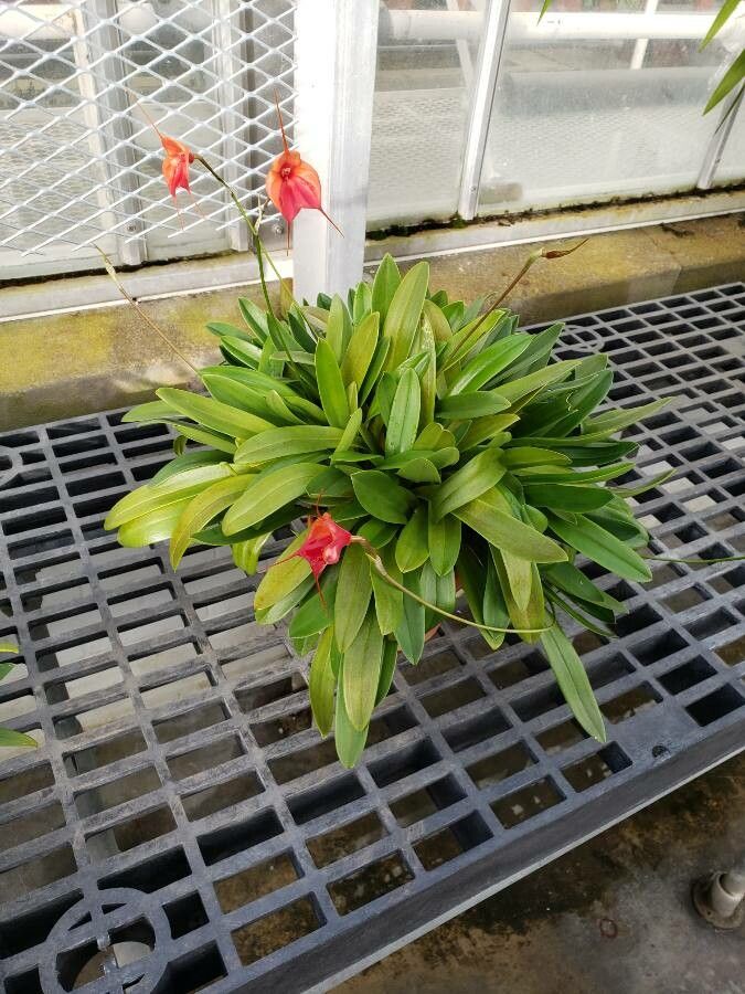 Masdevallia veitchiana habit