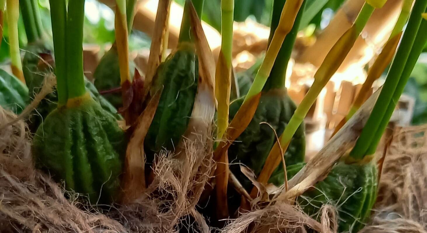 Maxillaria porphyrostele bark