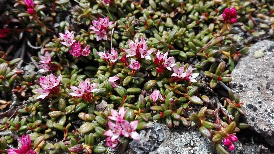 Kalmia procumbens flower