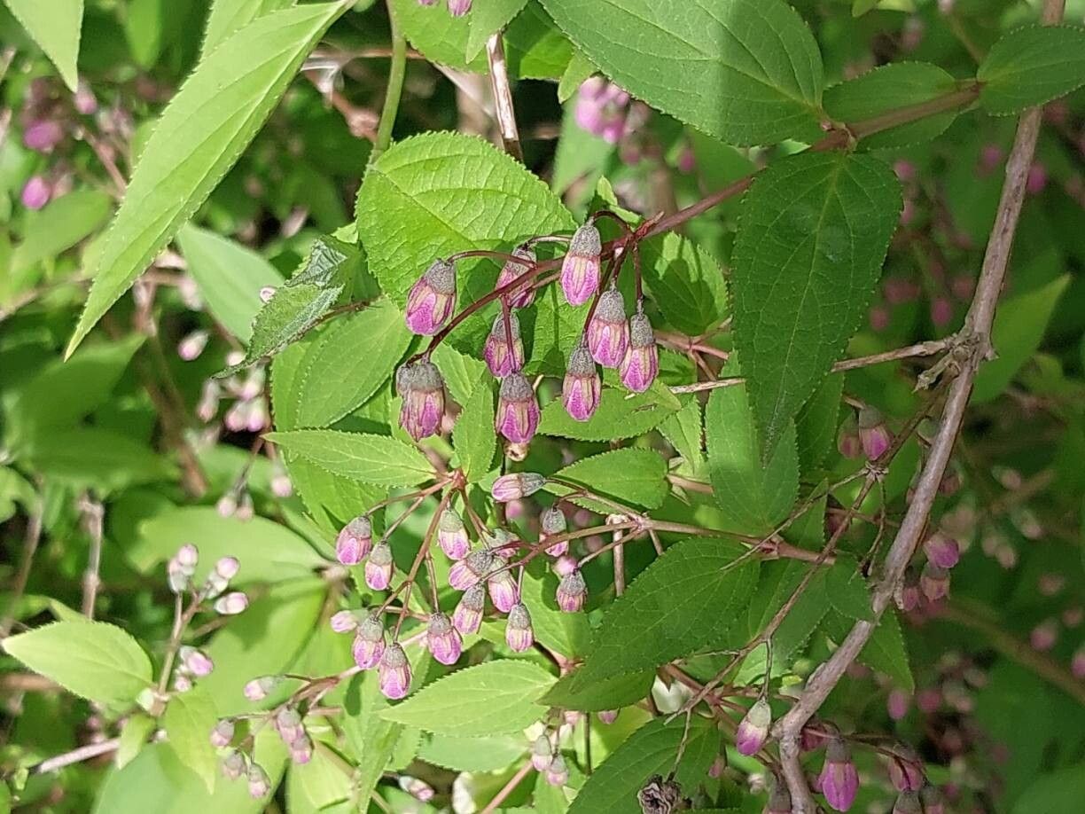Deutzia monbeigii other
