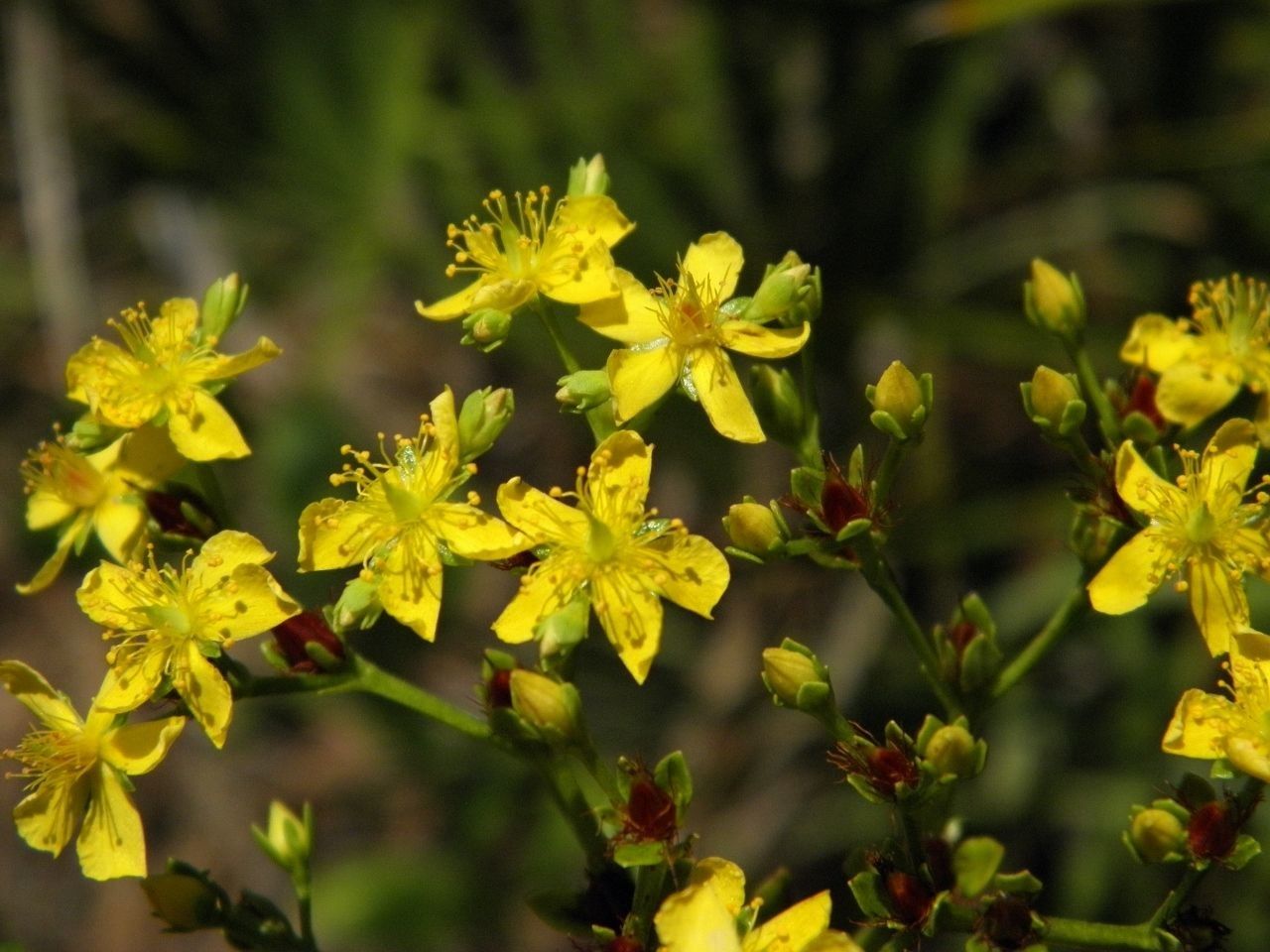 Hypericum cistifolium habit