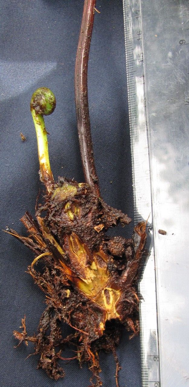 Pteris muricella other