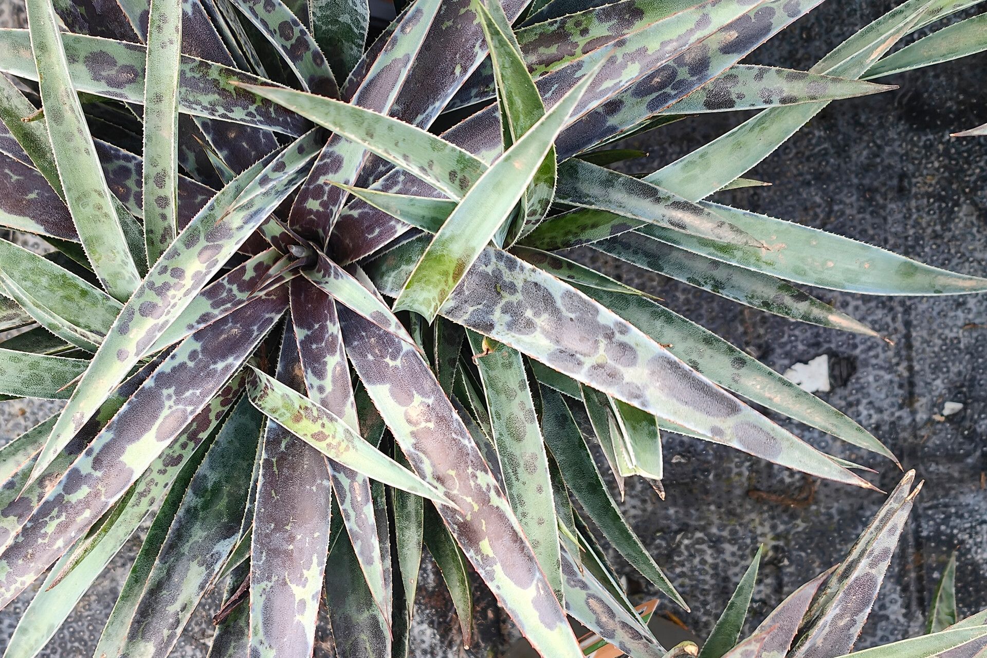 Agave pubescens leaf