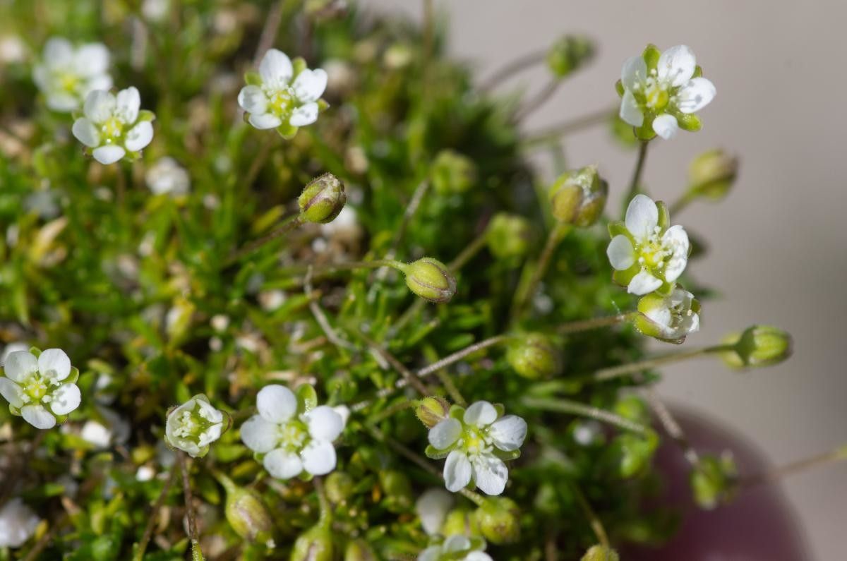 Sagina pilifera habit