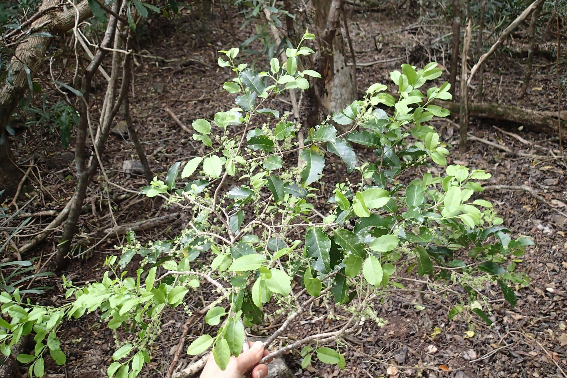 Homalium serratum habit