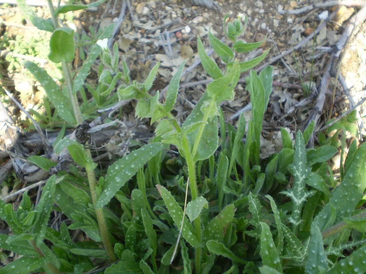 Nonea echioides habit