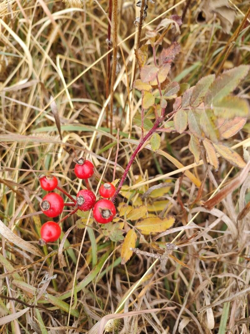 Rosa arkansana fruit