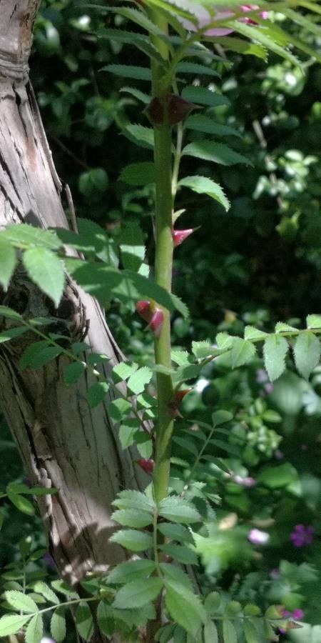 Rosa roxburghii leaf