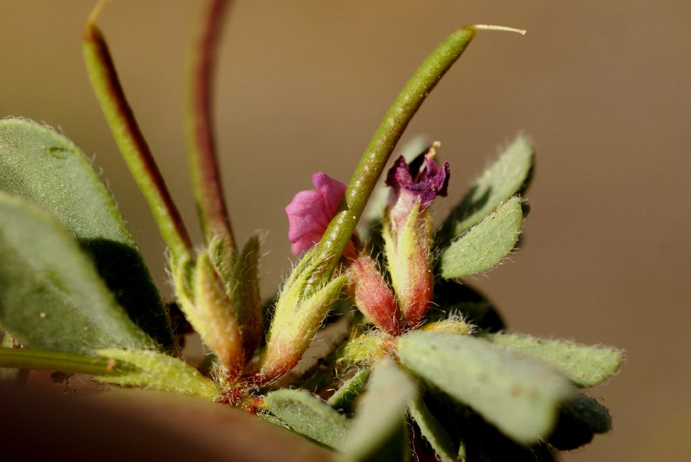 Lotus glinoides fruit