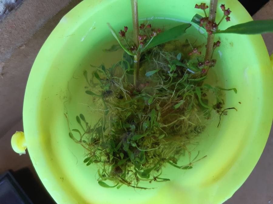 Glossostigma diandrum — related species from the same genus