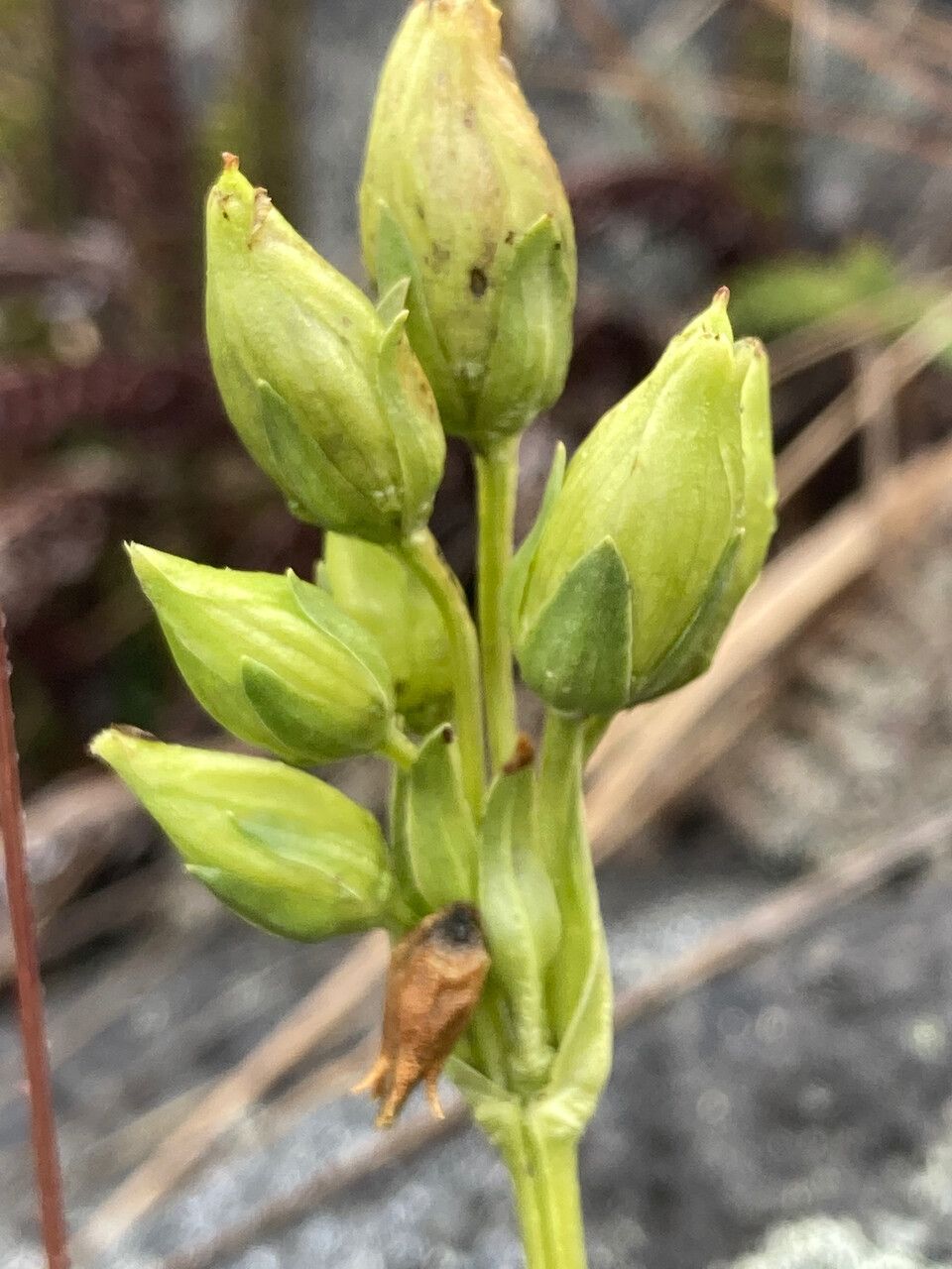 Halenia elata flower