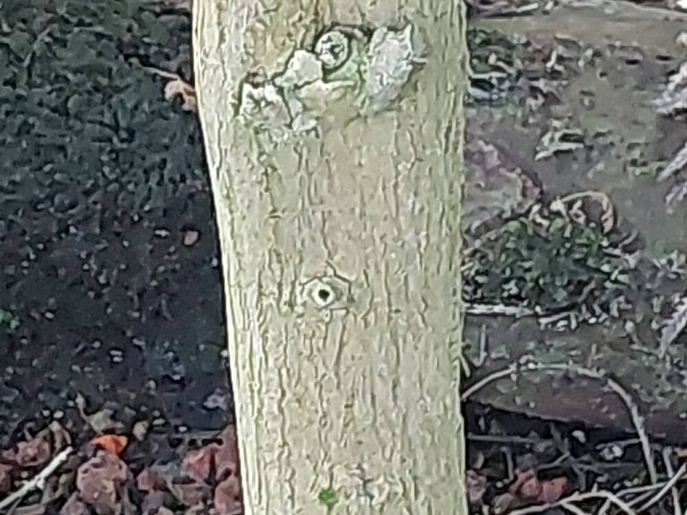 Hibiscus insularis bark