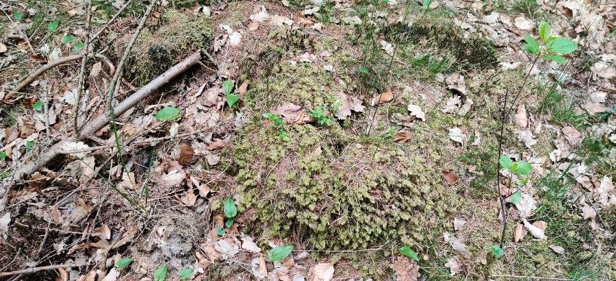 Aspidotis densa habit