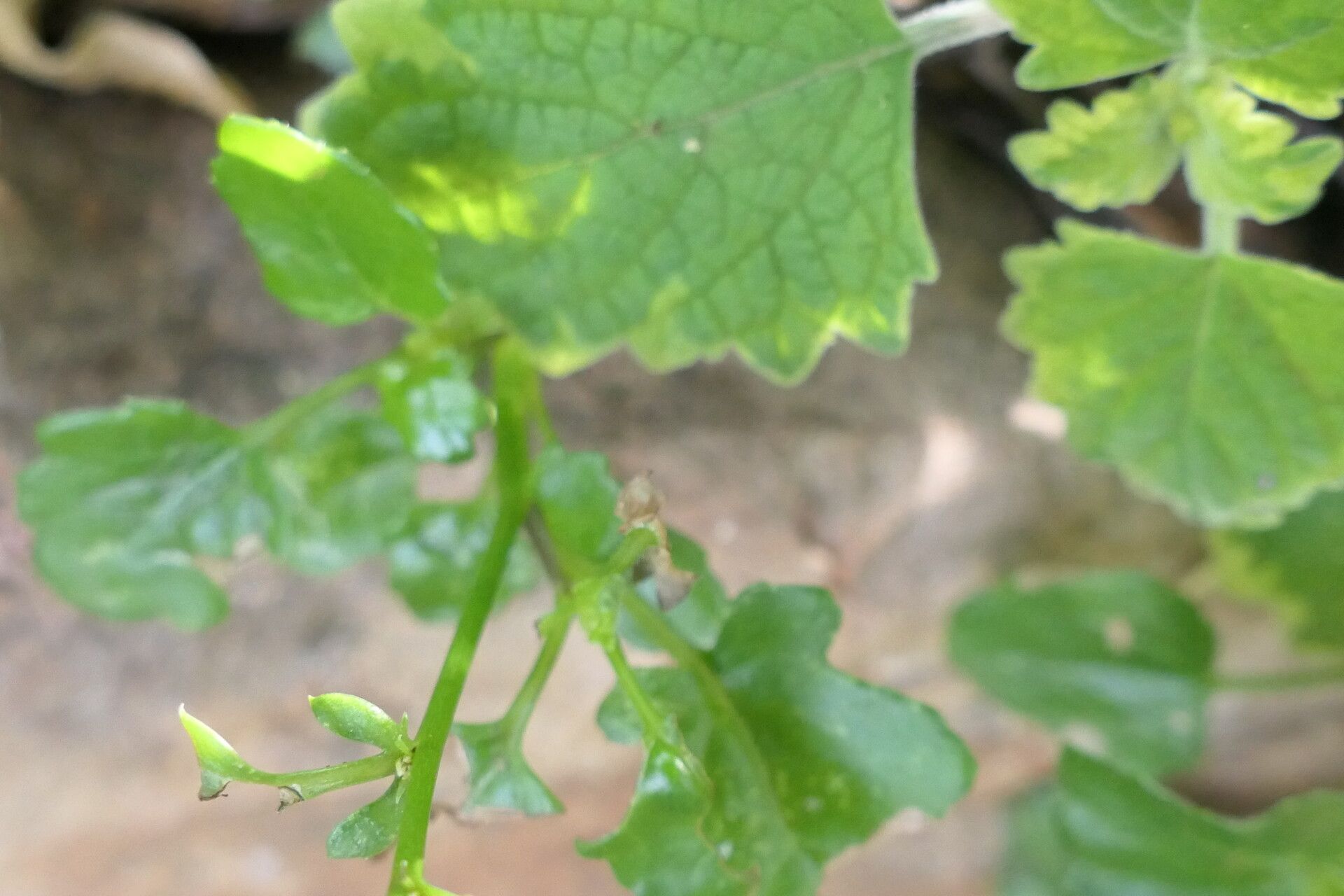 Senecio voigtii bark