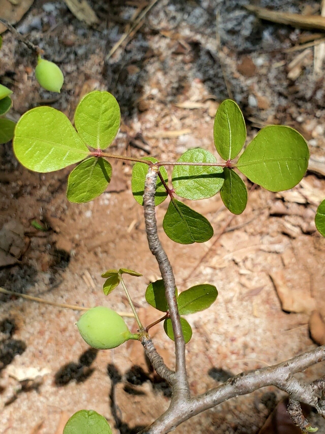 Commiphora orbicularis — houseplant care guide