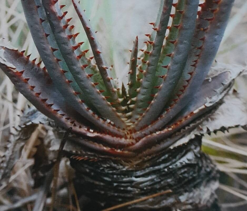 Aloe compressa — houseplant care guide