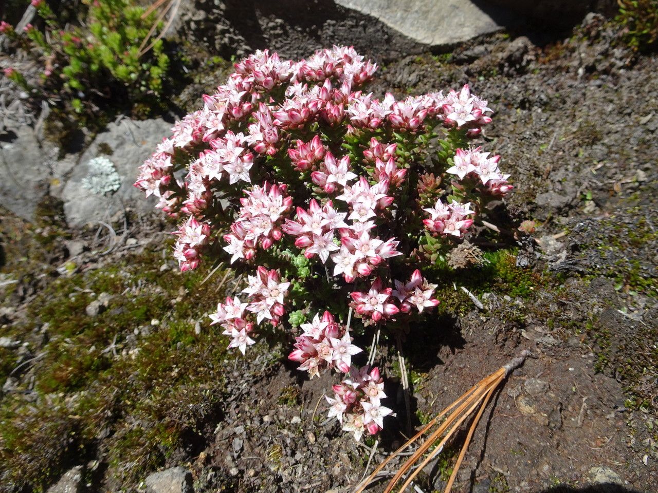 Sedum goldmanii habit