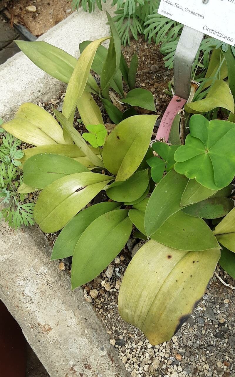 Rossioglossum grande — houseplant care guide