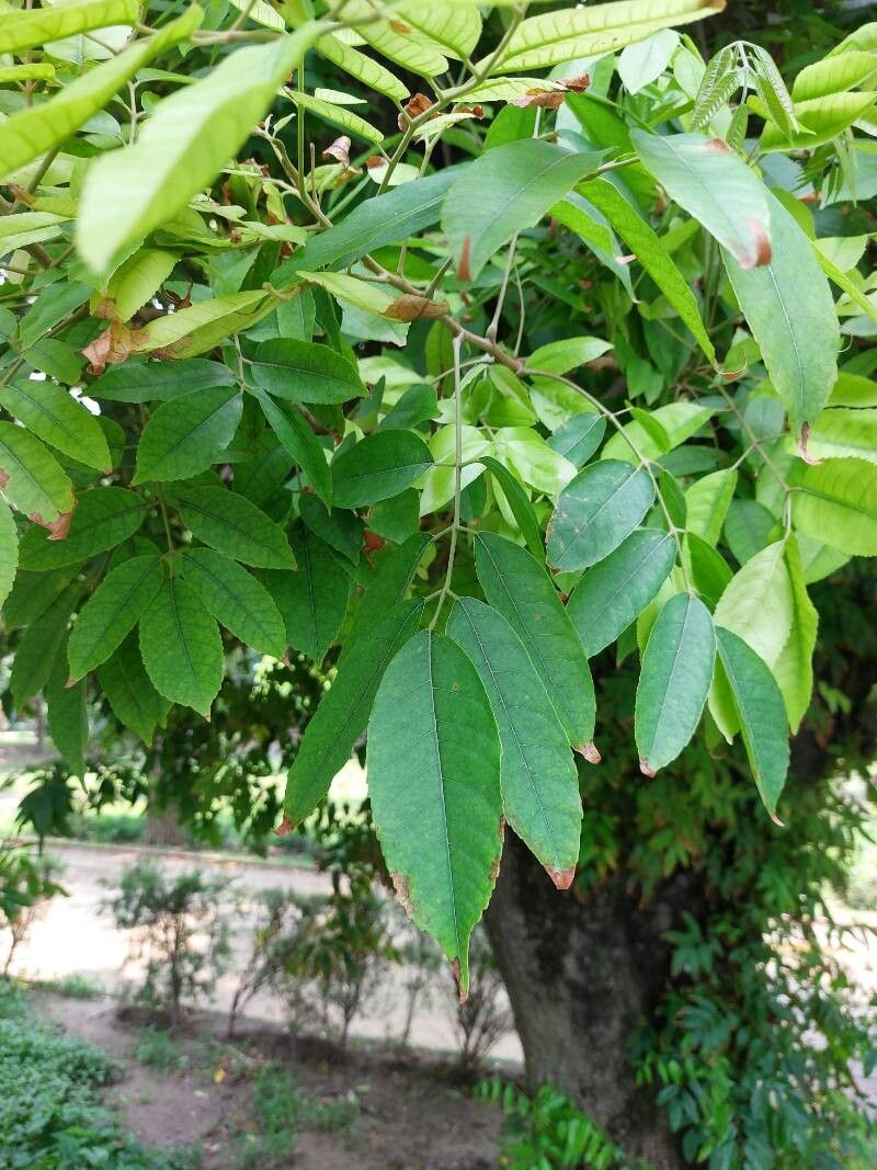 Protium serratum — houseplant care guide