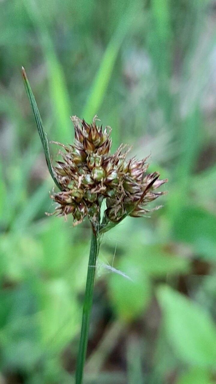 Luzula congesta fruit