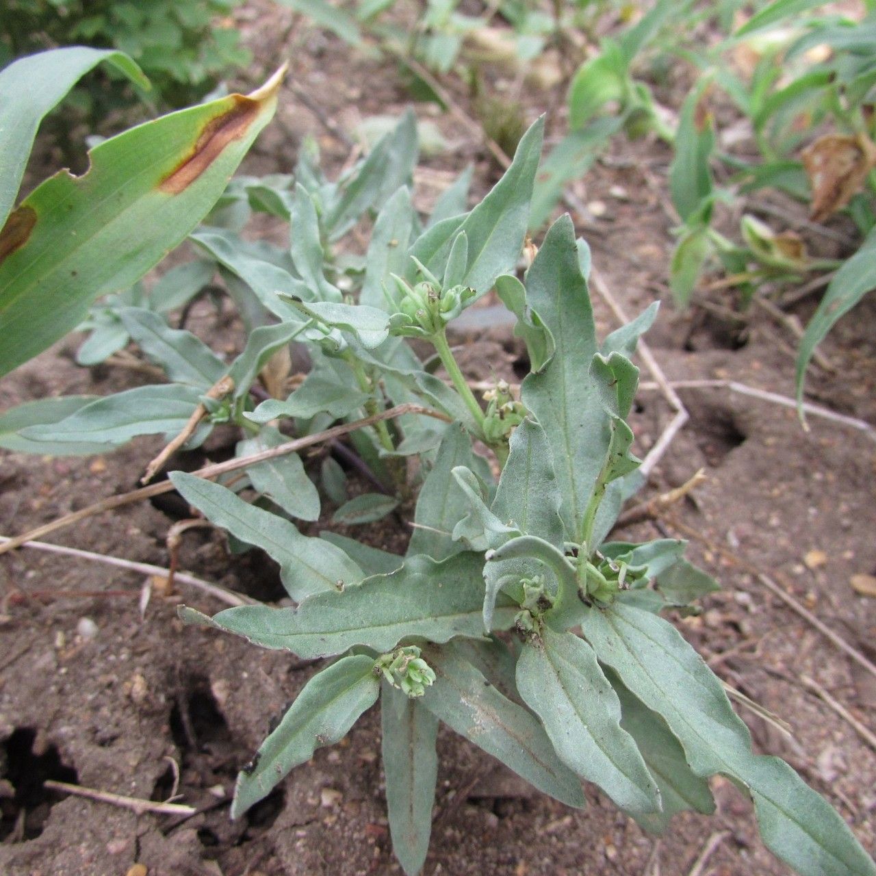 Spigelia hedyotidea — related species from the same genus
