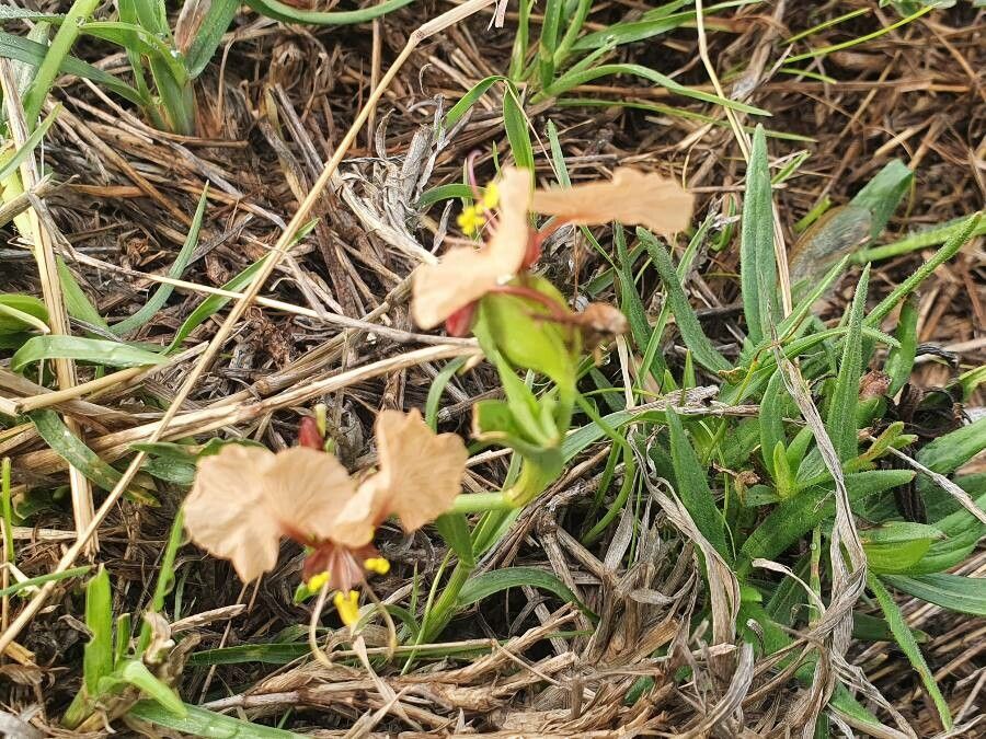 Commelina reptans habit