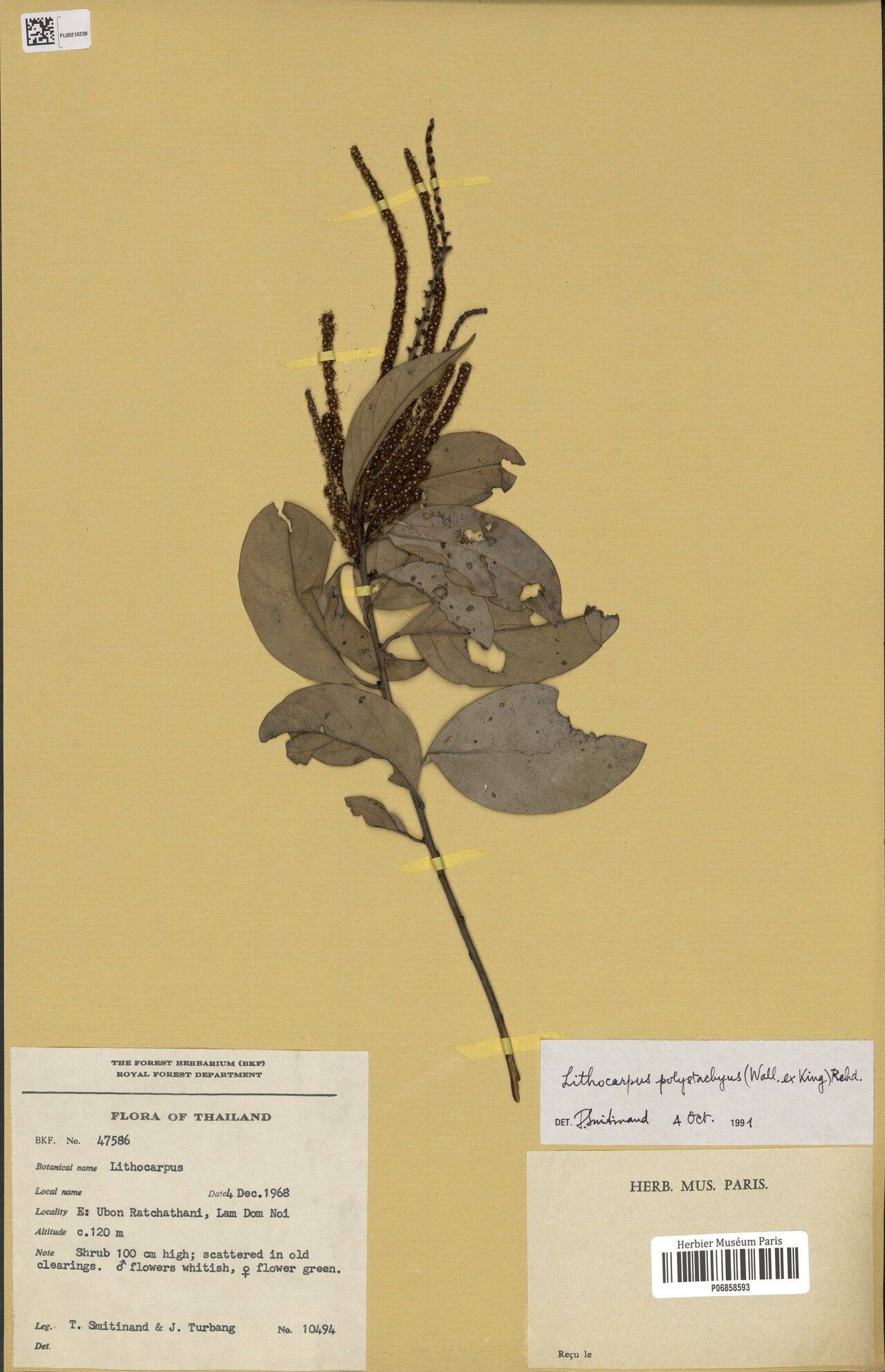 Lithocarpus polystachyus — houseplant care guide