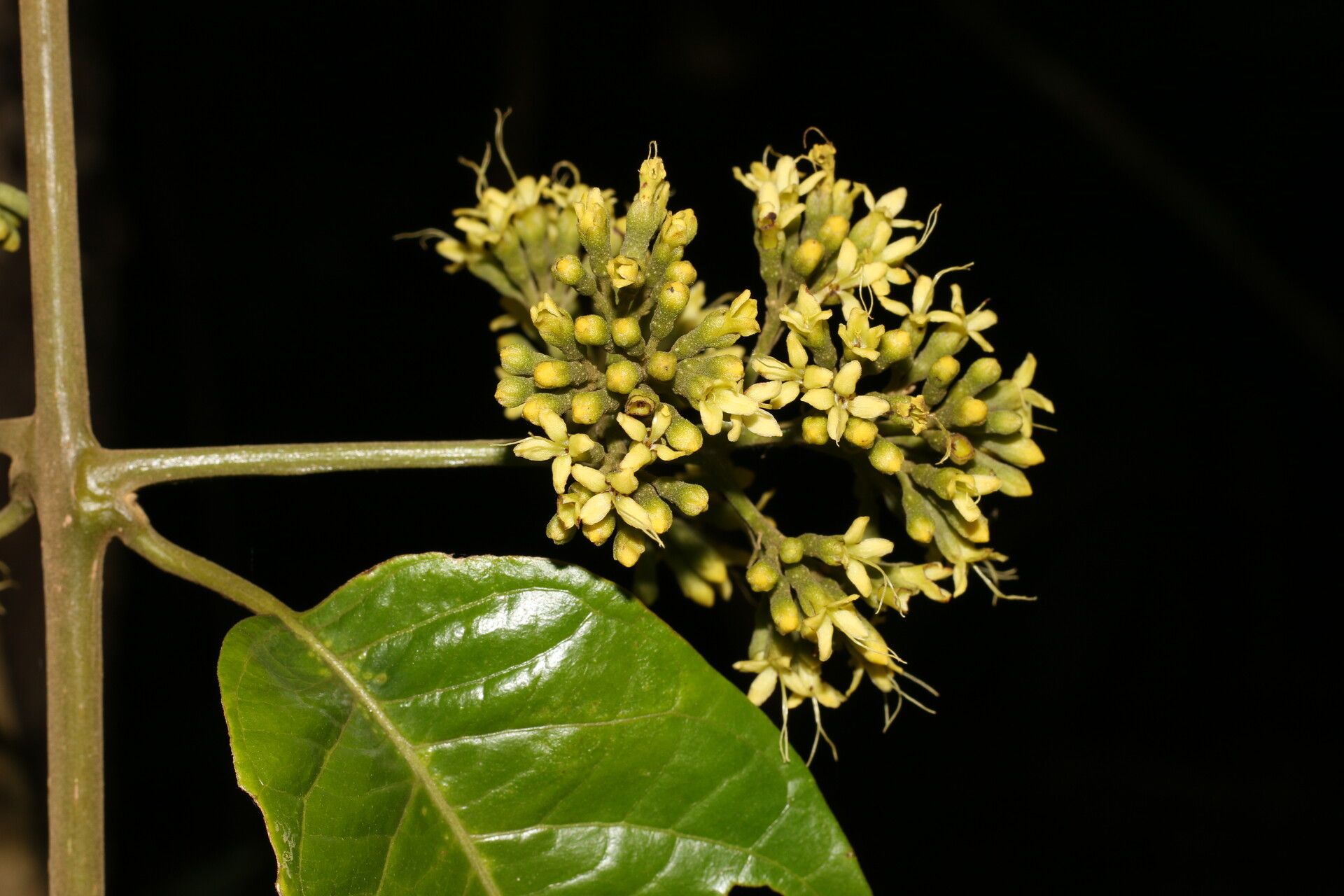 Aegiphila laevis flower