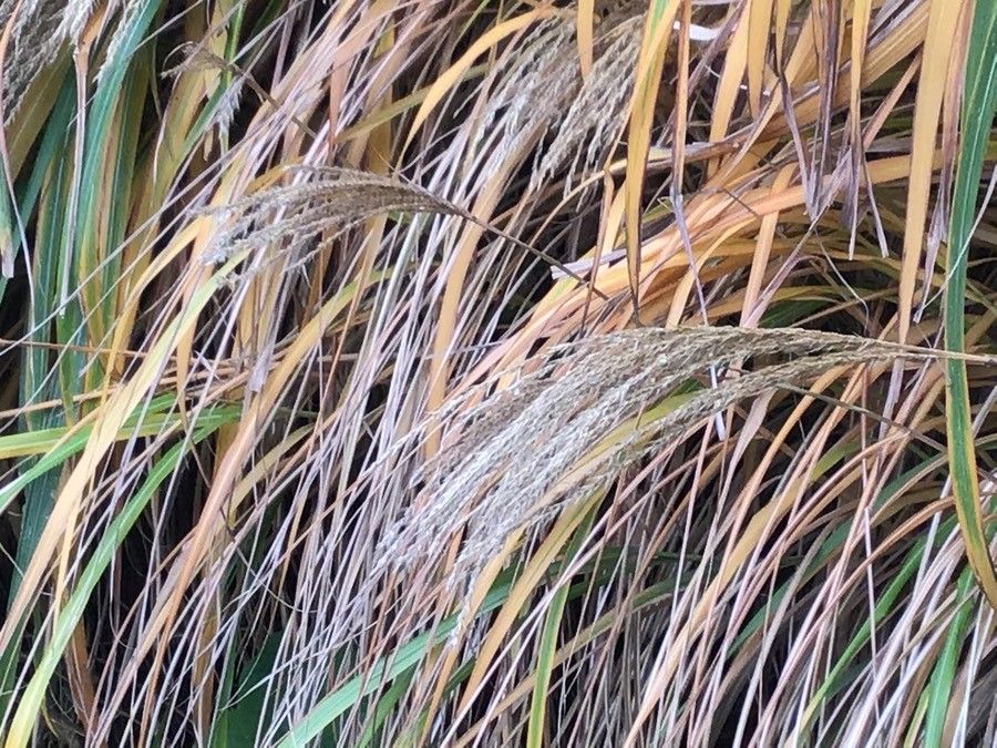 Miscanthus sacchariflorus fruit