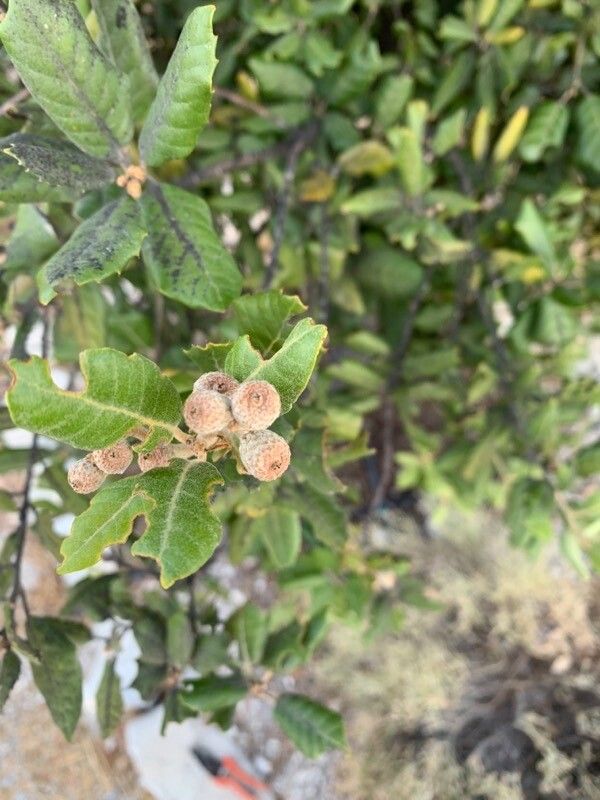Quercus tomentella fruit