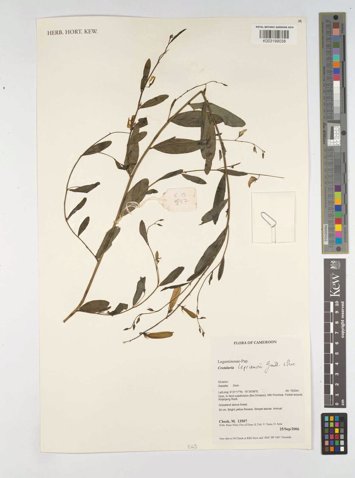 Crotalaria leprieurii — houseplant care guide