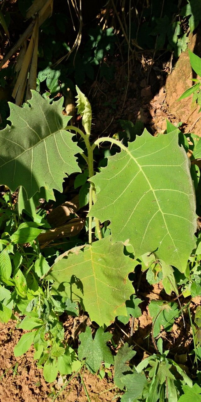 Solanum lasiocarpum — houseplant care guide