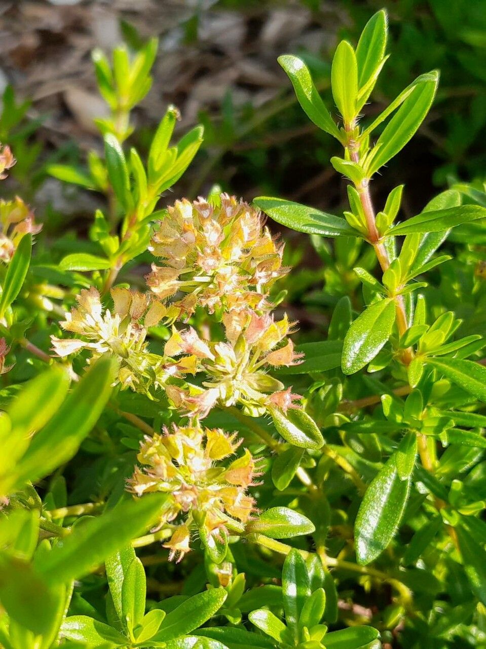Thymus nitens flower
